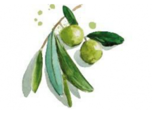 Olea europaea L. (Olive) Fruit Extract [올리브잎 추출물]